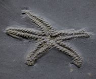 Urasterella asperula (Roemer, 1863)