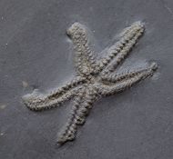 Urasterella asperula (Roemer, 1863)