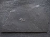 Urasterella asperula (Roemer, 1863)