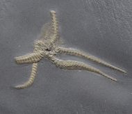 Furcaster palaeozoicus (St�rtz, 1886)