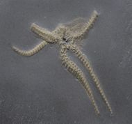Furcaster palaeozoicus (St�rtz, 1886)
