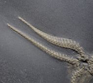 Furcaster palaeozoicus (St�rtz, 1886)