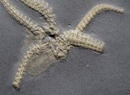 Furcaster palaeozoicus (St�rtz, 1886)