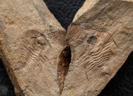 Olenellus terminatus (Palmer, 1998)