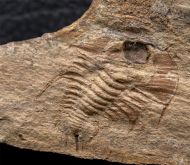 Olenellus terminatus (Palmer, 1998)