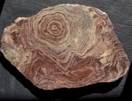 Conophyton amantourartensis Raaben, 1980