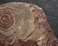 Conophyton amantourartensis Raaben, 1980