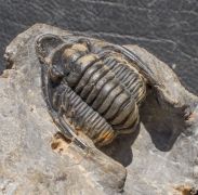 Diademaproetus antatlasius Alberti 1969