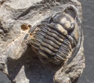 Diademaproetus antatlasius Alberti 1969