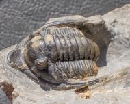 Diademaproetus antatlasius Alberti 1969