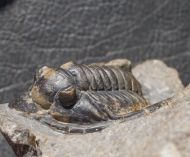 Diademaproetus antatlasius Alberti 1969