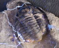 Diademaproetus antatlasius Alberti 1969