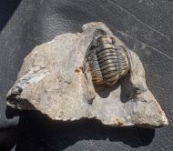 Diademaproetus antatlasius Alberti 1969