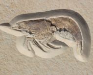 Eystaettia intermedius (OPPEL, 1839)