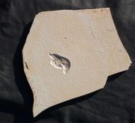 Eystaettia intermedius (OPPEL, 1839)