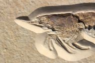 Eystaettia intermedius (OPPEL, 1839)