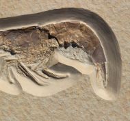 Eystaettia intermedius (OPPEL, 1839)