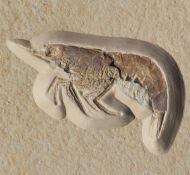Eystaettia intermedius (OPPEL, 1839)