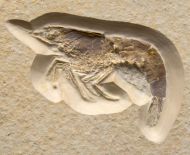 Eystaettia intermedius (OPPEL, 1839)