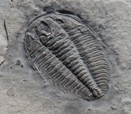 Wujiajiania lyndasmithae Chatterton & Gibb, 2016