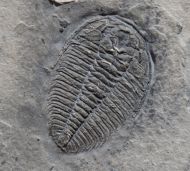 Wujiajiania lyndasmithae Chatterton & Gibb, 2016
