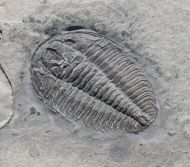 Wujiajiania lyndasmithae Chatterton & Gibb, 2016