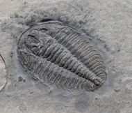 Wujiajiania lyndasmithae Chatterton & Gibb, 2016