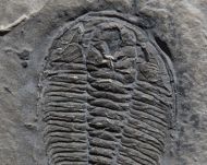 Wujiajiania lyndasmithae Chatterton & Gibb, 2016