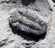 Eldredgeops rana (Green, 1832)