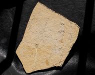 Mesuropetala muensteri GERMAR 1839