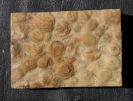 Nemiana simplex Paliy, 1976