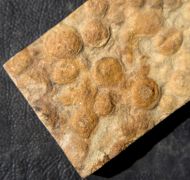 Nemiana simplex Paliy, 1976