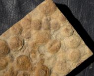 Nemiana simplex Paliy, 1976