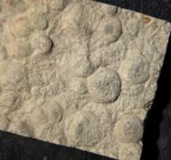 Nemiana simplex Paliy, 1976
