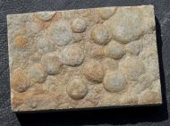 Nemiana simplex Paliy, 1976