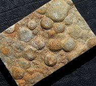 Nemiana simplex Paliy, 1976