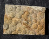 Nemiana simplex Paliy, 1976