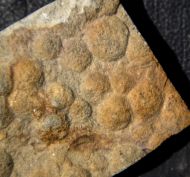 Nemiana simplex Paliy, 1976