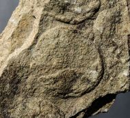 Nemiana simplex Paliy, 1976