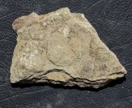 Nemiana simplex Paliy, 1976
