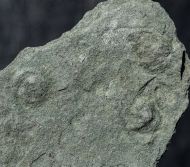 Tirasiana coniformis Palij, 1976