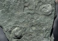 Tirasiana coniformis Palij, 1976