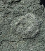 Tirasiana coniformis Palij, 1976