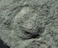 Tirasiana coniformis Palij, 1976