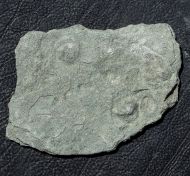 Tirasiana coniformis Palij, 1976