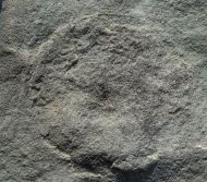 Cyclomedusa dniestriensis Grytsenko, 2020