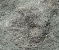 Cyclomedusa dniestriensis Grytsenko, 2020
