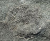 Cyclomedusa dniestriensis Grytsenko, 2020