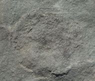 Cyclomedusa dniestriensis Grytsenko, 2020
