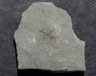 Cyclomedusa dniestriensis Grytsenko, 2020